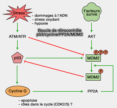 Boucle de rétrocontrôle de p53